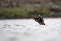 Long-tailed Duck, Raufarhofn, June 2022