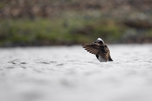 Long-tailed Duck, Raufarhofn, June 2022