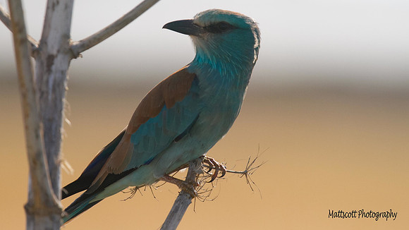 Roller, Larnaca Sewage works 2014
