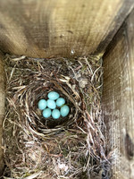 Pied Flycatcher, Forest of Dean, May 2025