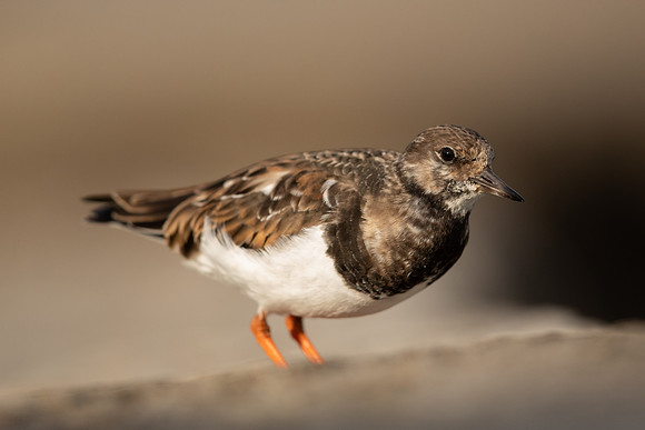 Turnstone, Lyme Regis, March 2022