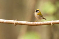 Firecrest, Forest of Dean, April 2024