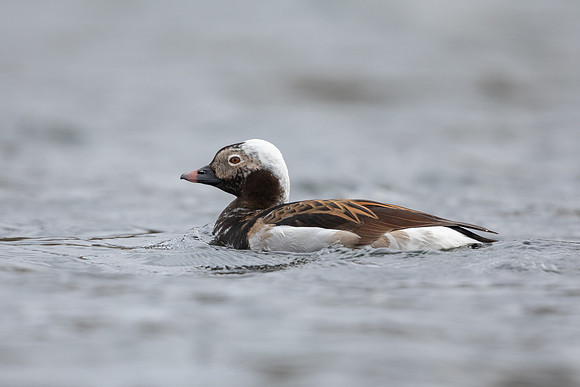 Long-tailed Duck, River Laxa, May 2022