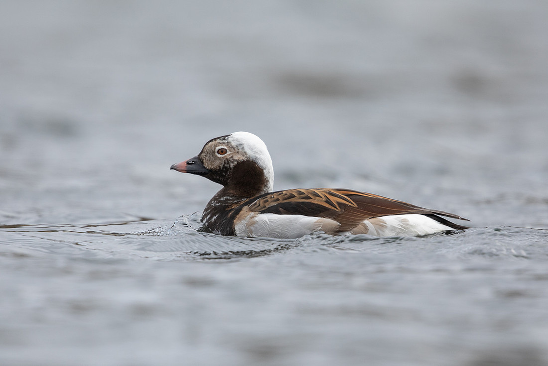 Long-tailed Duck, River Laxa, May 2022