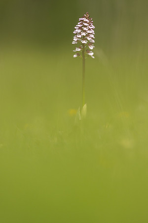 Lady Orchid, Kent, May 2024