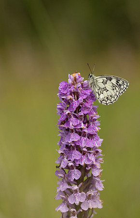 Marble White, Oldbury Power Station, June 2024