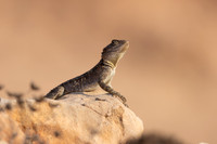 Cyprus Rock Agama, Cape Grecko, Cyprus, July 2024