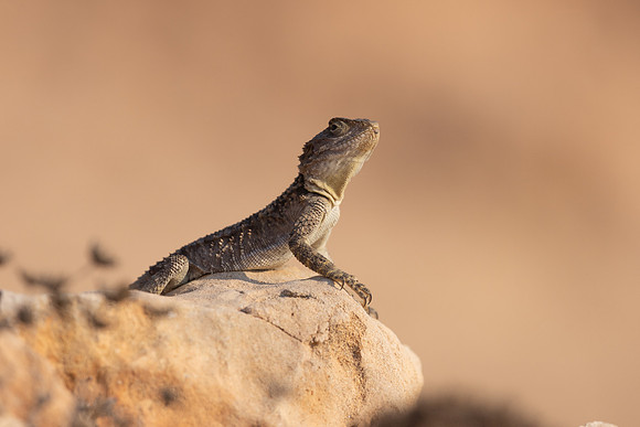 Cyprus Rock Agama, Cape Grecko, Cyprus, July 2024