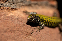 Wall Lizard, Clifton, March 2022