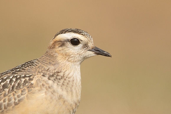 Dotterel, Cleeve Common, September 2022