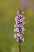Chalk Fragrant-orchid, Rodbrough Common, June 2024