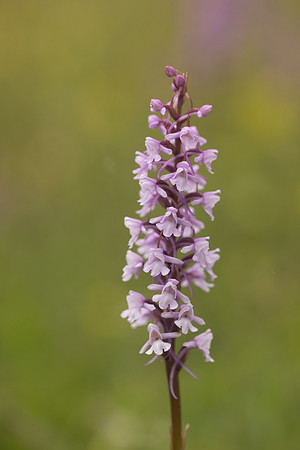 Chalk Fragrant-orchid, Rodbrough Common, June 2024