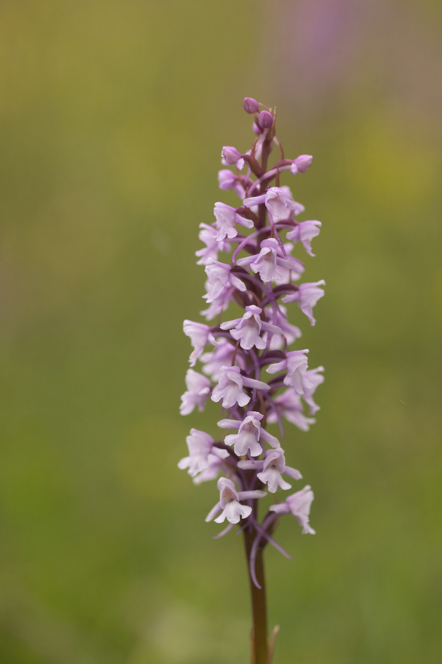 Chalk Fragrant-orchid, Rodbrough Common, June 2024