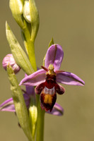 Fly x. Bee Orchid, Selsey Common, May 2024