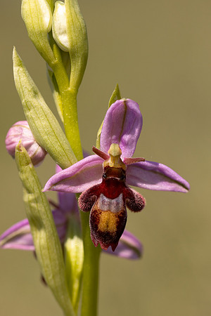 Fly x. Bee Orchid, Selsey Common, May 2024