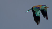 Roller, Larnaca Salt Lake 2014