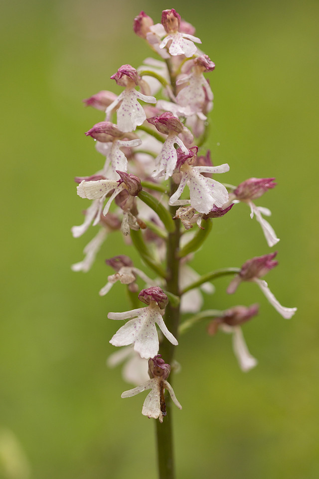 Lady Orchid, Yockletts Bank, May 2024