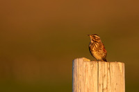 Redwing,Blondous, Iceland, June 2022