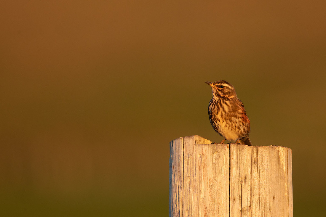 Redwing,Blondous, Iceland, June 2022