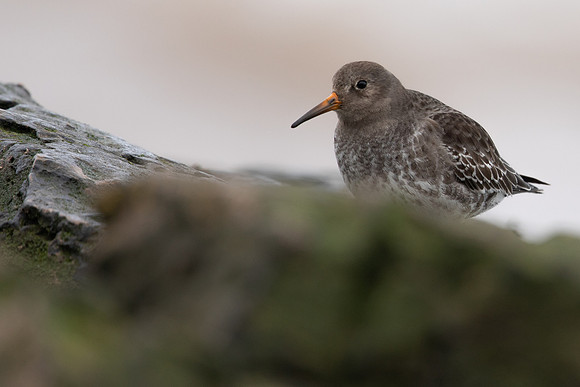 Purple Sandpiper, Portishead, Feb 2022