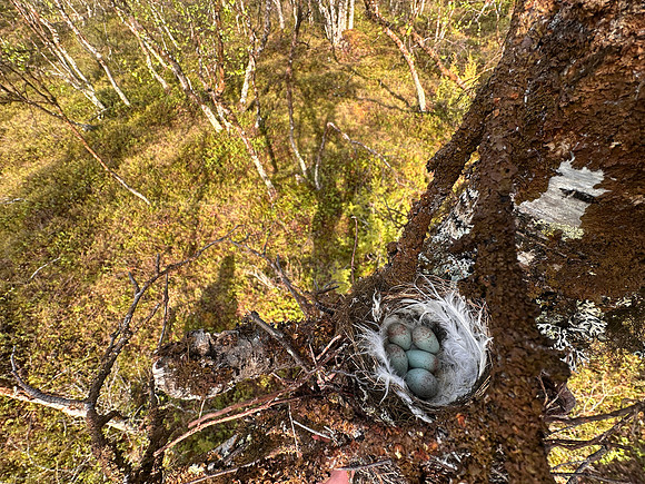 Redpoll, Sevettjjarvi, June 2025