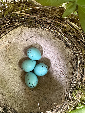Song Thrush, Rockhampton, April 2024