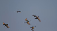 Little Egret, Oroklini Lake 2014