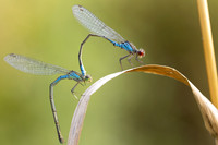 Small Red-eyed Damselfly, Oldbury Power Station, August 2024