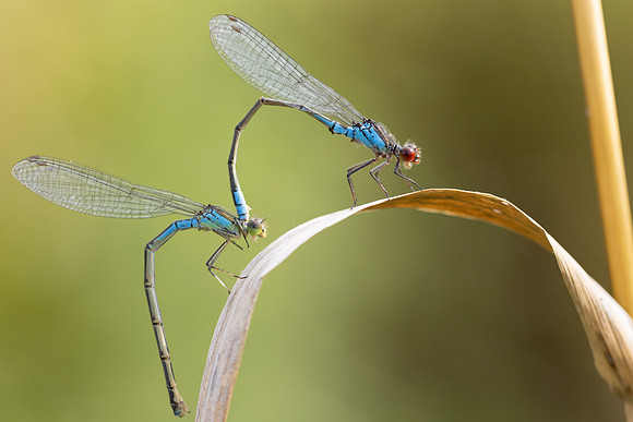 Small Red-eyed Damselfly, Oldbury Power Station, August 2024
