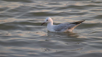 Slender-billed Gull, Oroklini Lake, July 2014.
