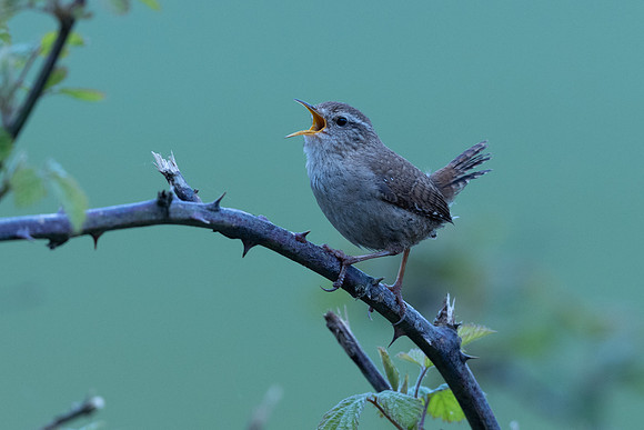 Wren, Rockhampton, April 2024