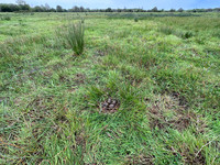 Lapwing, Burtle, May 2024