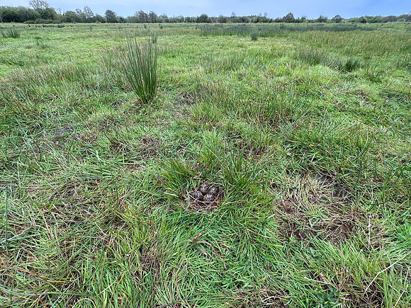 Lapwing, Burtle, May 2024