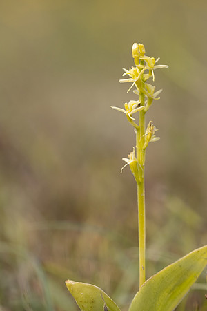 Fen Orchid, Kenfig, June 2024