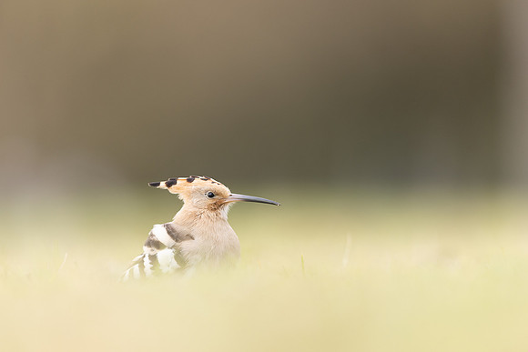 Hoopoe, Swansea, October 2024