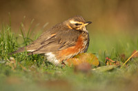 Redwing, Tockington, December 2022