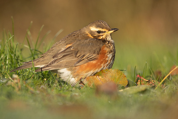 Redwing, Tockington, December 2022
