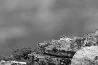 Ptarmigan, Mount Alias, Finland, June 2025