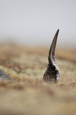 Purple Sandpiper, Raufarhofn, Iceland, June 2022