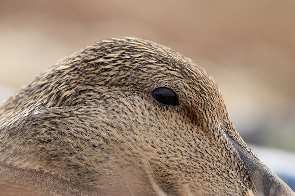Eider Duck, Raufarhofn, Iceland, June 2022.