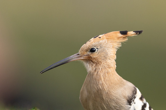 Hoopoe, Swansea, October 2024