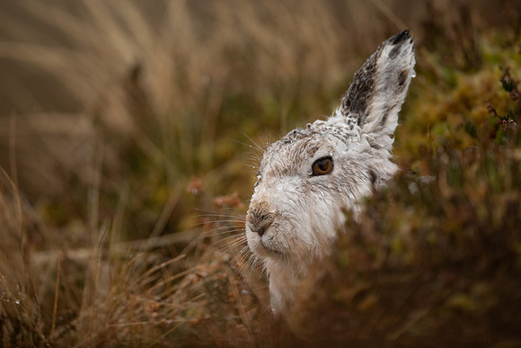 Mountain Hare, Findhorn Valley, January 2022