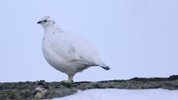 Ptarmigan, Cairngorms, Feb 2015
