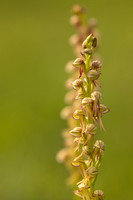 Man Orchid, Wye nature reserve, May 2024.