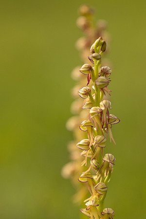 Man Orchid, Wye nature reserve, May 2024.