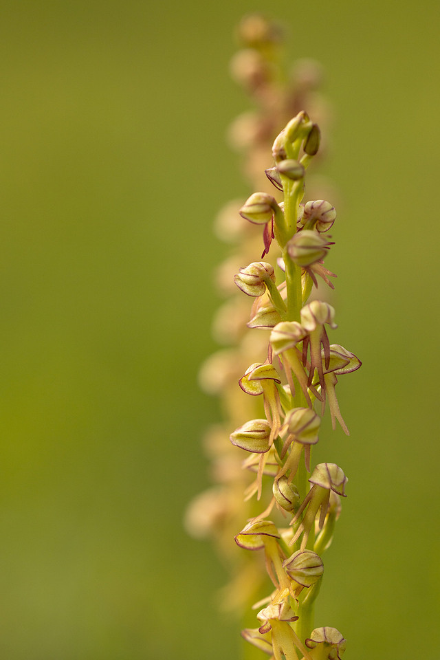 Man Orchid, Wye nature reserve, May 2024.