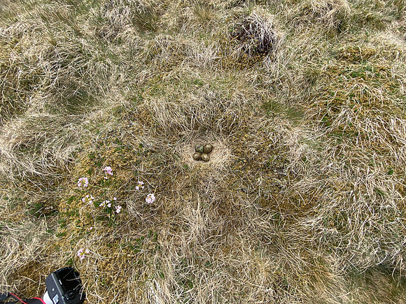 Whimbrel, Sandgeroi, Iceland, May 2022
