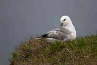Fulmar, Iceland, June 2022