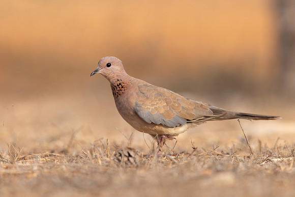 Laughing Dove, Cape Greco, July 2024.