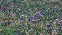 Tree Sparrow, Scaling Dam, January 2015